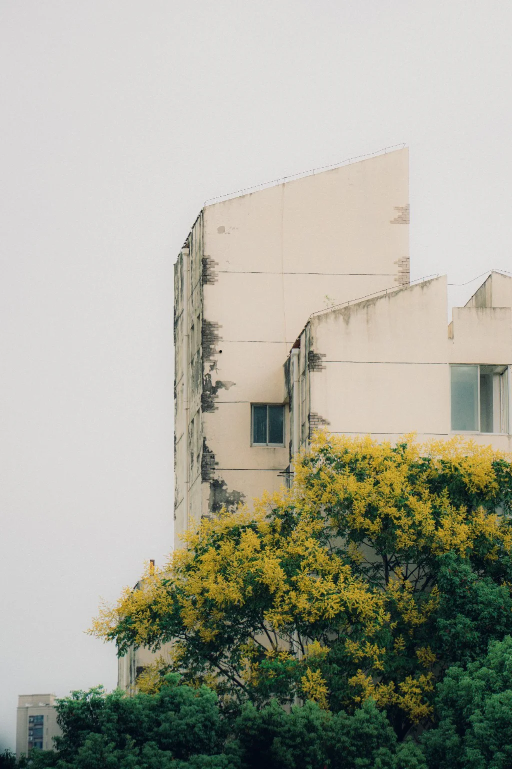 Yellow flowering trees beside a pale, weathered building